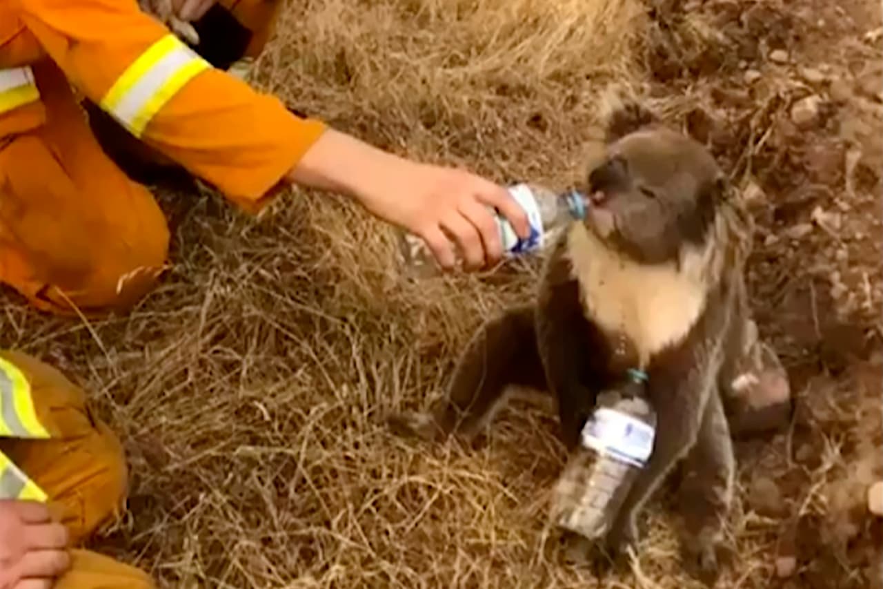 Un bombero le da agua a un koala que sobrevivió a un incendio en Cudlee Creek, en el sur de Australia. De acuerdo al documento emitido por el Ministerio del Medio Ambiente de Australia, los fuegos han puesto en peligro a 272 especies de plantas, 16 mamíferos, 14 ranas, 9 aves, 7 reptiles, 4 insectos, 4 peces y una araña.