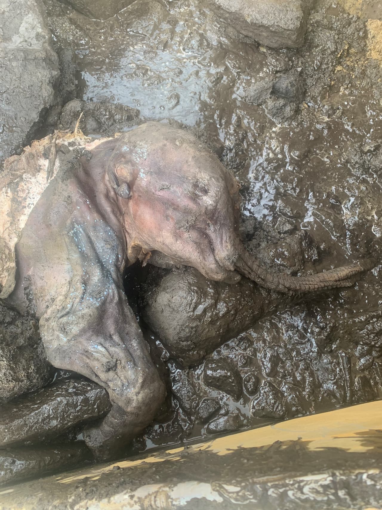 Nun cho ga, la mamut lanuda bebé momificada, en el sitio en que fue hallada. Los restos fueron descubiertos debajo del permafrost, al sur de Dawson City, en el territorio Yukon.