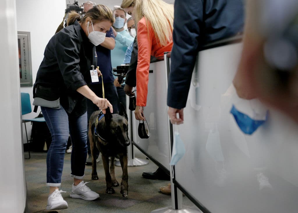¿Cómo operan? En el ejercicio mostrado a los medios, los perros olieron varias mascarillas. Al momento de detectar a la que estaba contaminada con el virus, como sucede con otros procedimientos, el animal 
<b>se sentó frente a la persona infectada para informar a su cuidador</b>.