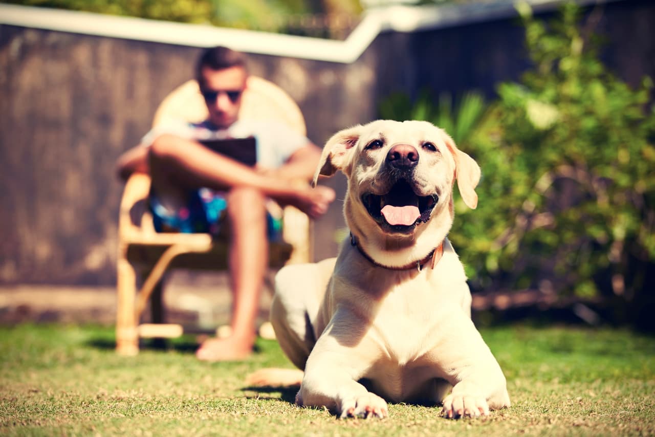 ¿Estás lista para modificar tu hogar? Debes convertir tu casa en un lugar seguro antes de traer a un perro o gato a vivir contigo, sea cachorro o adulto.