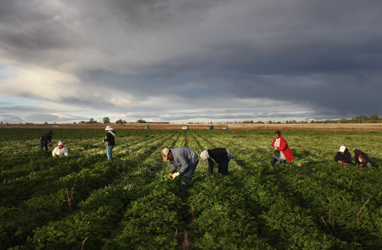 Trabajadores migrantes mexicanos recogen el perejil orgánico en Wellington, Colorado. Muchos agricultores de todo el país dicen que han encontrado casi imposible contratar ciudadanos estadounidenses para el trabajo agrícola estacional intensivo en mano de obra. 
<br>