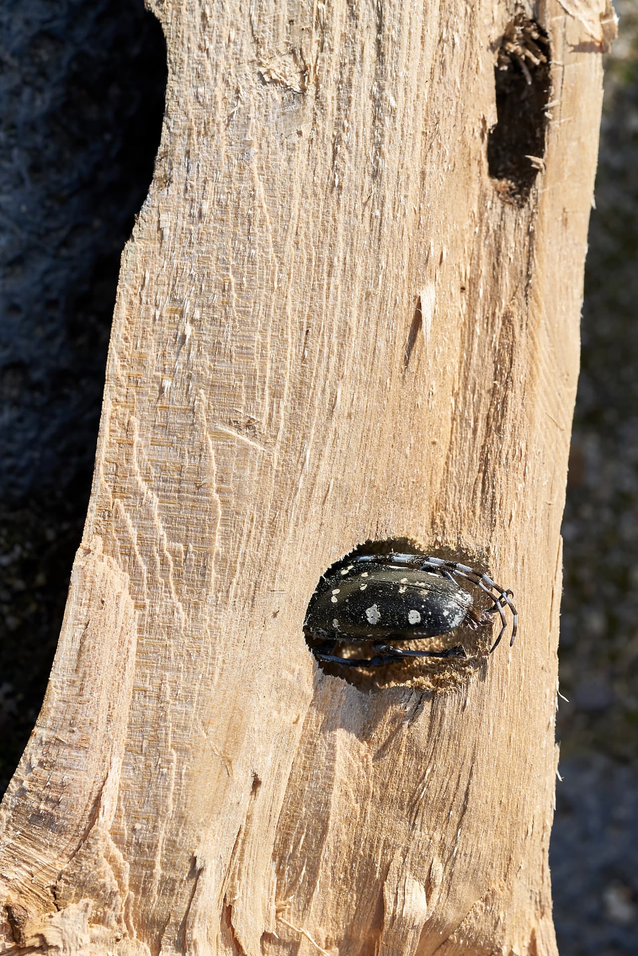 '
<b>Escarabajo asiático de cuernos largos'.</b> Sus primeras poblaciones fueron descubiertas en Nueva York en 1996, y se sospecha que llegaron accidentalmente en los organizadores de carga y otros productos de madera provenientes de Asia. La especie afecta los árboles de madera dura desde las hojas, donde pone sus larvas, hasta el corazón del tronco. Allí hace túneles que destrozan la planta a medida que se va desplazando para alimentarse.