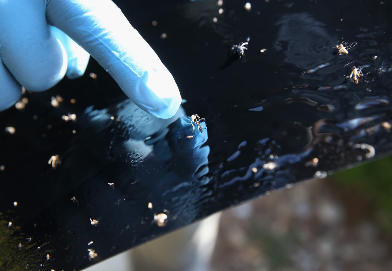Las autoridades recomiendan no tener aguas estancadas en casa. 
<br>