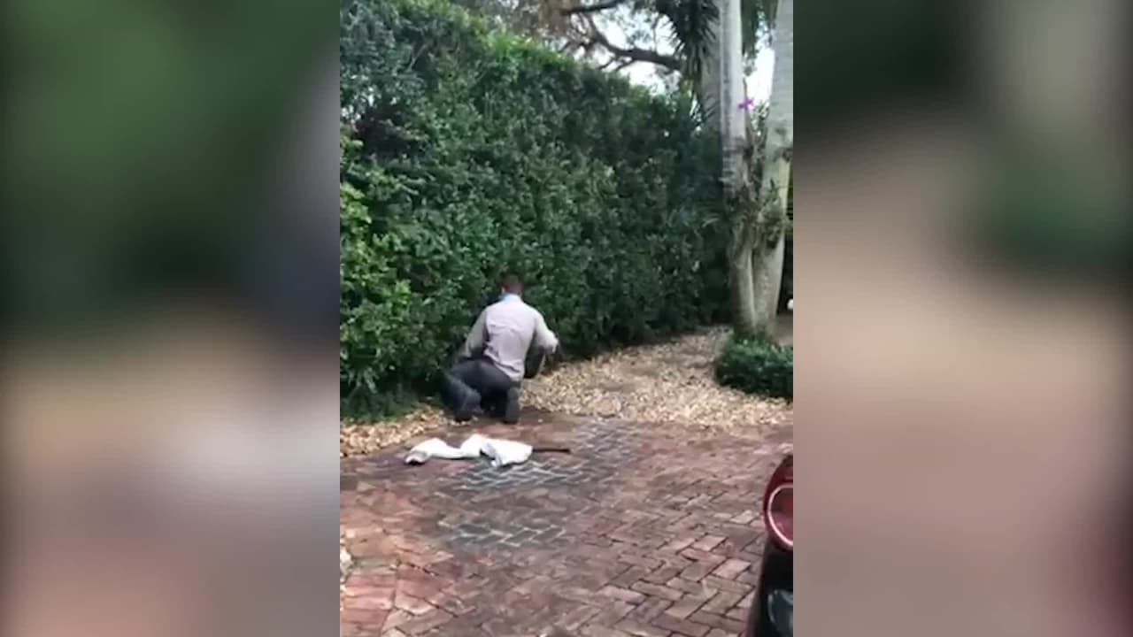 Un funcionario experto sacó a la enorme pitón de entre los arbustos. La Comisión de Pesca y Vida Silvestre de Florida pidió a los residentes de los vecindarios donde se han visto estas serpientes que no dejen desatendidos a sus hijos pequeños o mascotas.