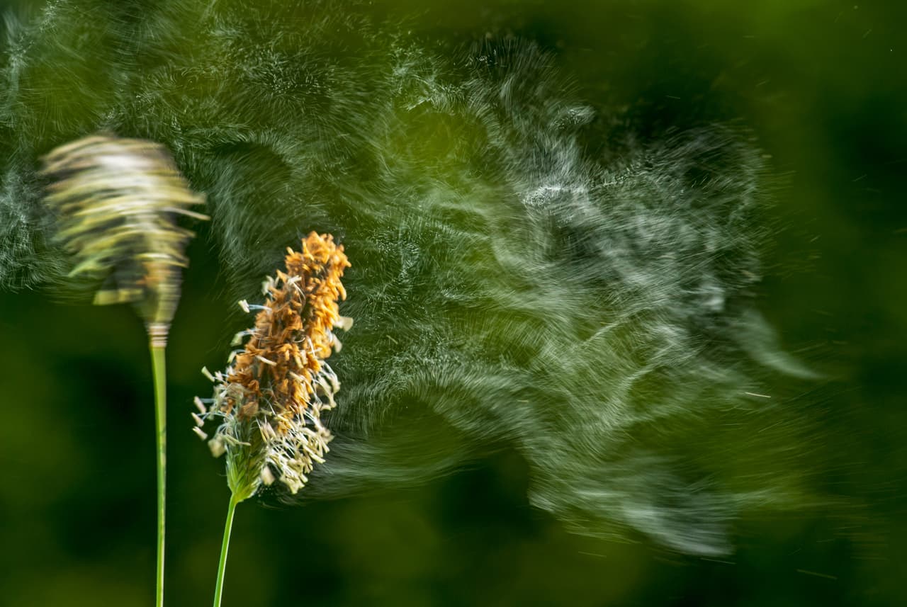 <b>¿QUÉ ES EL POLEN?</b> El polen son los granos o semillas diminutas de plantas con flores, árboles y pastos. Estas semillas pueden ser transportadas por el viento y pueden causar varios síntomas en algunas de las personas que están expuestas a ellas.