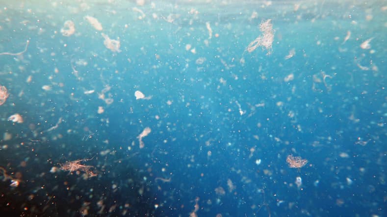 La invasión de los microplásticos: ingerimos más de 50,000 partículas al año