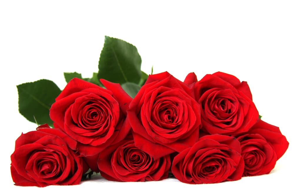 Para este ritual necesitaremos los siguientes ingredientes: siete rosas rojas.