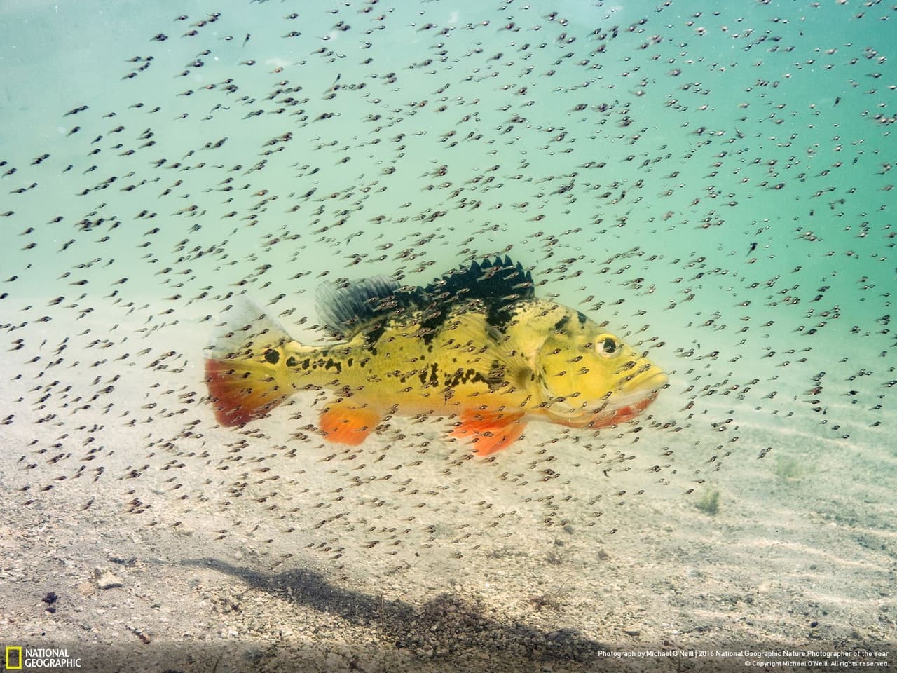 Cientos de diminutos peces pavones se mueven por las aguas de Miami resguardados por su madre. La imagen de Michael O'Neill se llevó el segundo premio en la categoría de retrato de animales.