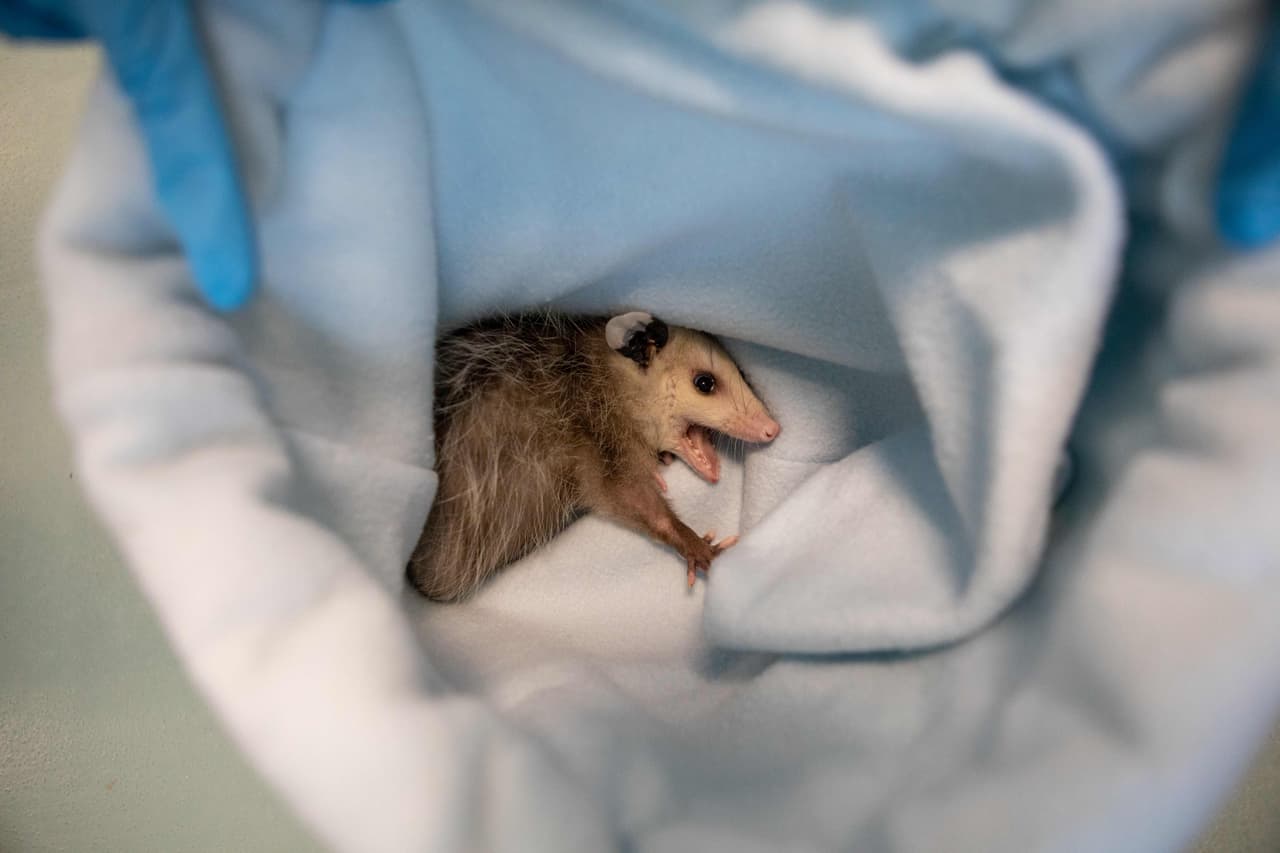 En algunos lugares como Argentina, Bolivia, Chile y Paraguay se les llama “comadrejas”, sin embargo, aunque así se les refiera popularmente, las comadrejas son animales distintos. En guaraní, hablado en zonas de Argentina y Paraguay también se les conoce como mykurë.