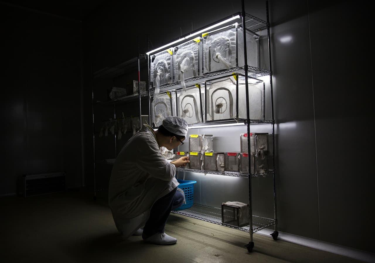 Llegar a ese objetivo significaría un avance en la lucha mundial contra el dengue, la chikungunya, la malaria y el zika.
