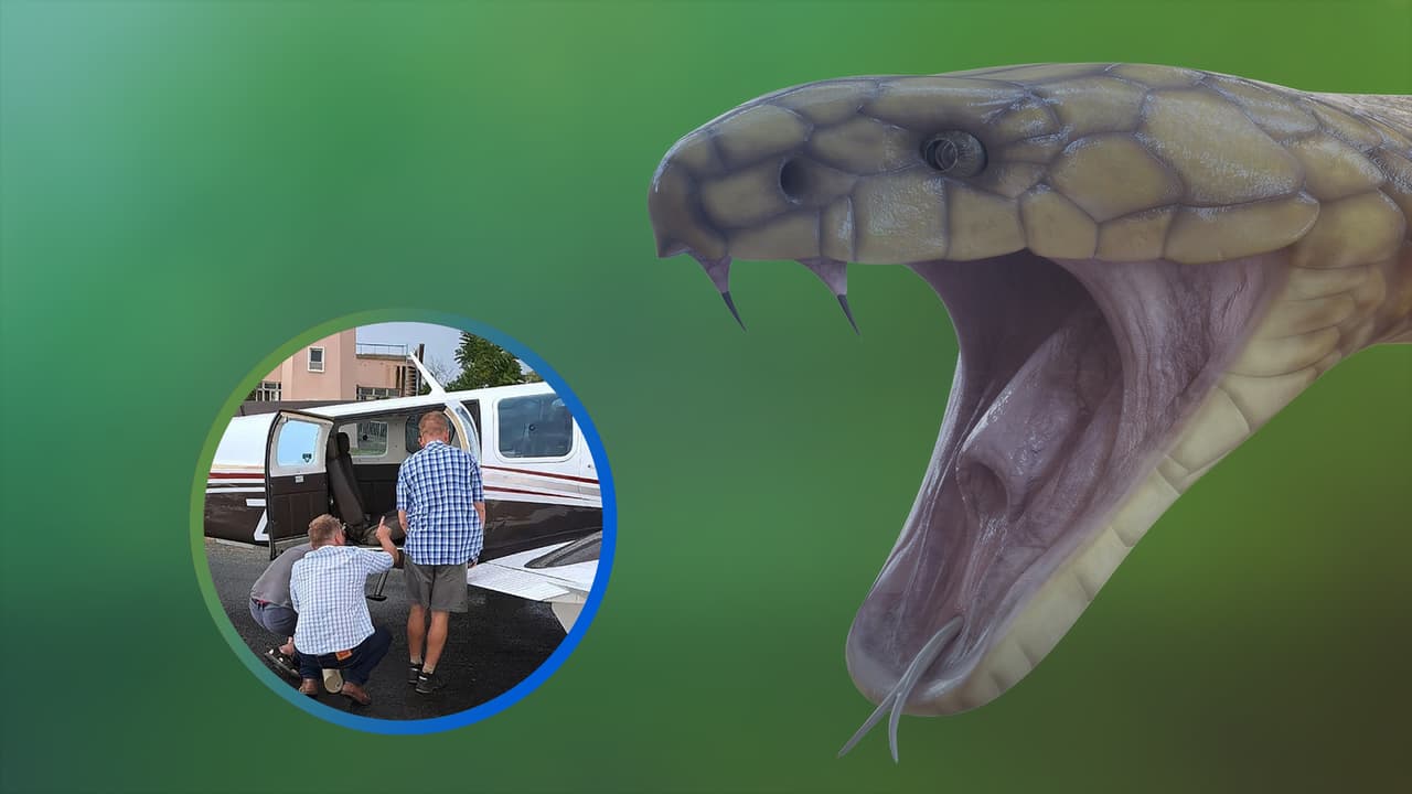 Piloto realiza aterrizaje de emergencia tras descubrir que tenía una cobra venenosa enredada en su pierna