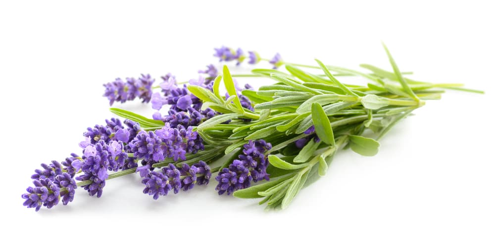 La lavanda es ideal para personas decaídas ya que promueve la felicidad y la armonía, calma mentes estresadas y se dice que apoyan a la fidelidad y devoción en una relación.