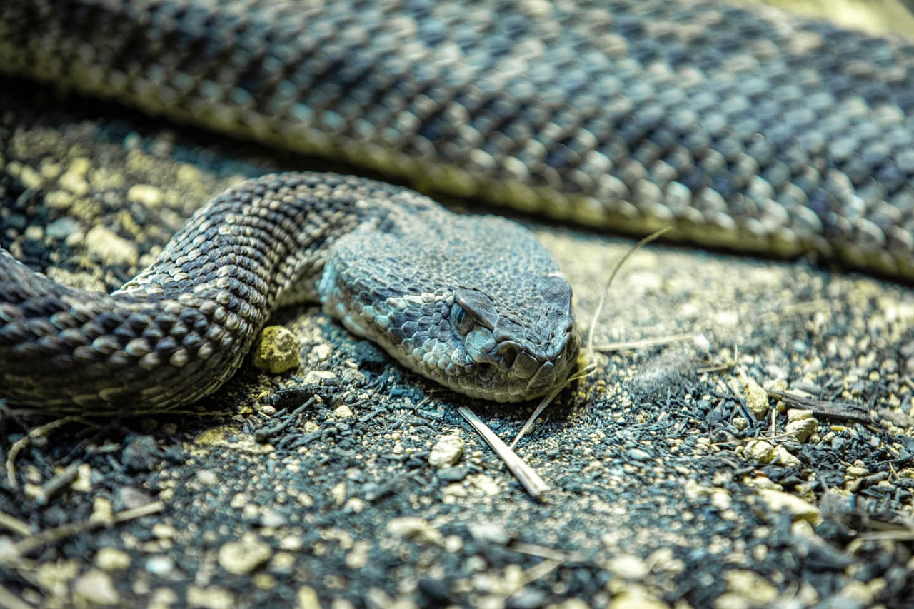 <a href="https://tpwd.texas.gov/education/hunter-education/online-course/preparation-and-survival/snakes" target="_blank">El Departamento de Parques y Vida Silvestre</a> indica que si vas a caminar por senderos, debes observar con detenimiento todas las áreas. Recomiendan que las personas usen botas que lleguen a los tobillos.