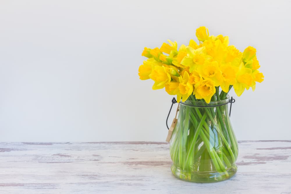 Los narcisos, sean blancos o amarillos, nos recuerdan esa persecución de la belleza y la perfección que tanto anhela un Virgo. Más que hablar de narcisismo, son una señal o metáfora de la pureza y buenas vibraciones que un Virgo tanto desea en su camino, por lo cual también son geniales amuletos.