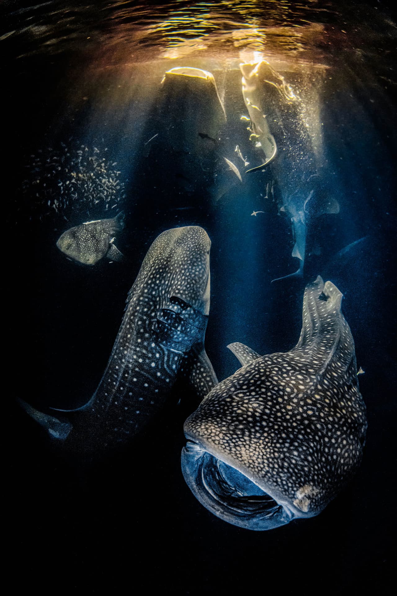 <b>‘Bailando con los gigantes de la noche’</b>
<br>
<br>Esta fotografía fue la ganadora absoluta del concurso y su autor fue nombrado Fotógrafo Submarino del año 2022. 
<br>
<br>“Ya era increíble que un tiburón ballena se acercara a nuestro barco”, explicó el fotógrafo español Rafael Fernández Caballero. “Pero seguían llegando más y más, contamos 11 tiburones esa noche, un encuentro único en la vida que nadie pensó que fuera posible”, agregó. Fue tomada en Maldivas, Asia.
<br>