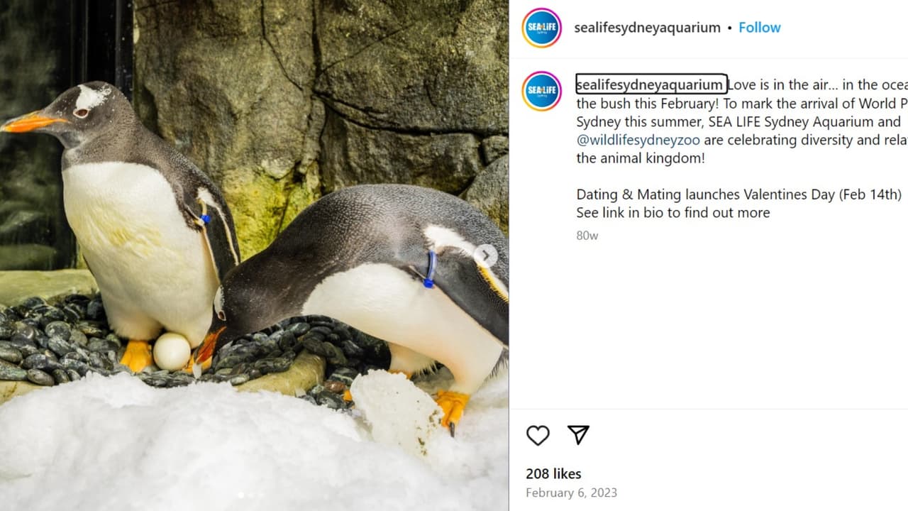 Sphen y Magic criaron a dos pingüinos bebés.