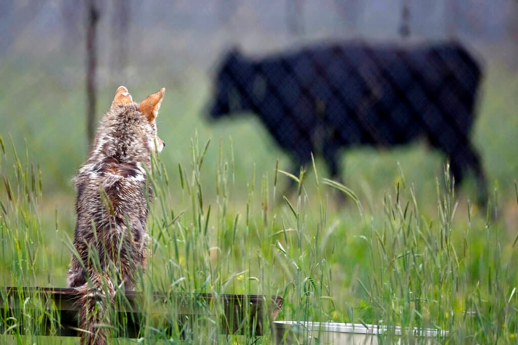 Los coyotes encuentran comida y agua de diversos modos. Su dieta consiste principalmente de 
<b>roedores, mamíferos pequeños e insectos, pero también pueden consumir animales muertos, frutas y desperdicios.</b> Cuando cazan en manada, pueden buscar presas más grandes, como ciervos. “Los coyotes son oportunistas y también pueden perseguir gatos, perros pequeños, aves, ovejas” u otros animales, según el LAAS.