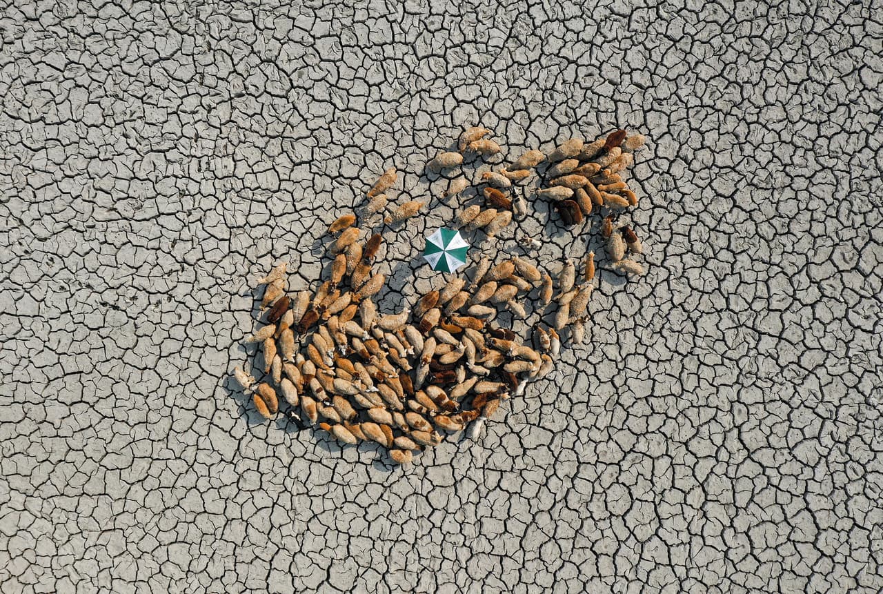 <b>‘Vivir y sobrevivir’</b>
<br>
<br>Esta imagen obtuvo el ‘premio a la resiliencia’ del concurso Fotógrafo Ambiental del Año 2021.
<br>
<br>“Este año hubo mucha sequía en Bangladesh y vivir en la miseria se convirtió en la rutina de los seres que viven cerca de los humanos”, explicó el premio sobre esta imagen. “Aquí los rebaños de ovejas se movían de un campo a otro en busca de pasto, intentando encontrar hierba en el suelo reseco y agrietado”.
<br>