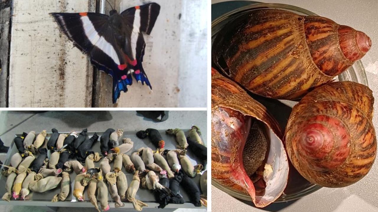 En el año fiscal 2021, CBP emitió 73,917 notificaciones de acción de emergencia para productos vegetales y animales restringidos y prohibidos que ingresan a EEUU por los puertos fronterizos. Se emitieron 7,190 sanciones civiles yo infracciones al público viajero por no declarar productos agrícolas prohibidos.