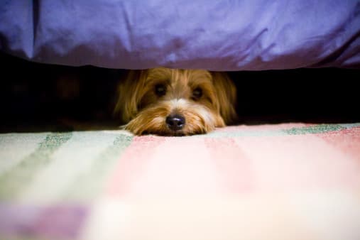 <b>Intenta desensibilizar a tu mascota</b> 
<br>Durante un período de tiempo, ayuda a que tu mascota a acostumbrarse a ruidos para que así no se asuste con facilidad de las tormentas eléctricas. Combina el ruido con algo agradable, como un regalo o un juego divertido.