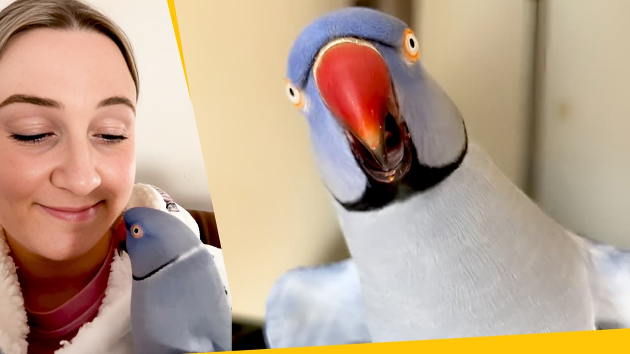 Hamlet es el perico más famosos en TikTok: le hace preguntas a su dueña y es muy ocurrente