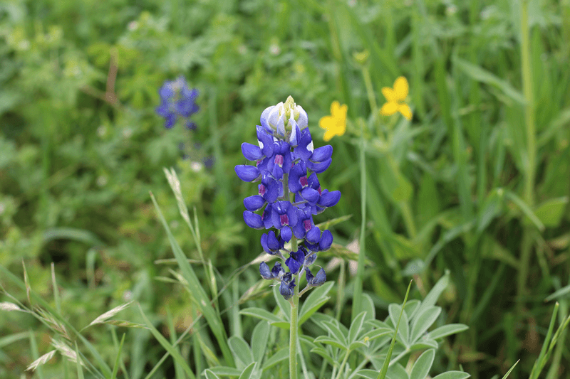 Existen varios parques y senderos por todo el norte de Texas en los que puedes ver la Flor de Altramuz que florece en abril. Varios de ellos no cobran por ingresar.
