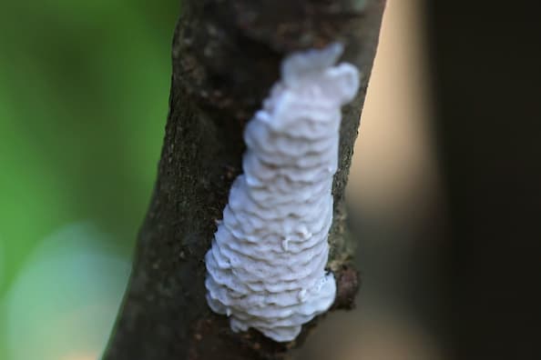 Las moscas linterna ponen huevos de septiembre a noviembre, que luego sobreviven durante los meses de invierno hasta que eclosionan en la primavera cuando las temperaturas suben. Las moscas linterna adultas mueren con la primera helada fuerte, pero sus huevos permanecen viables durante todo el invierno.
<br>