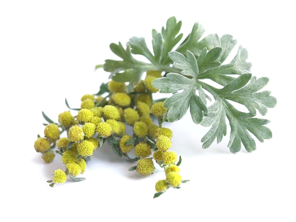 <b>AJENJO</b>
<br>La planta de donde se saca el absinthe también es llamada 'la planta de las brujas' y se puede usar para deshacernos de cualquier clase de energía negativa. También estimula los poderes psíquicos y activa la intuición y percepción.