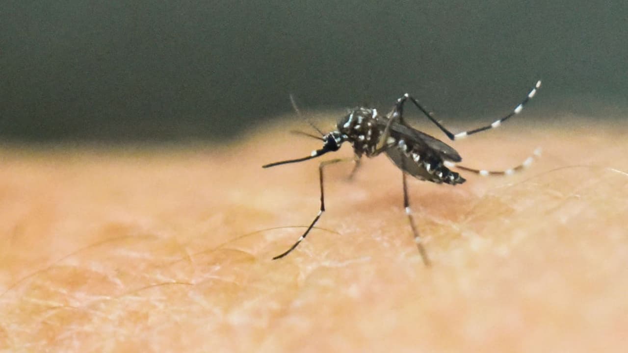 Virus del Nilo Occidental en Arizona: una persona murió y hay varias infectadas en el estado