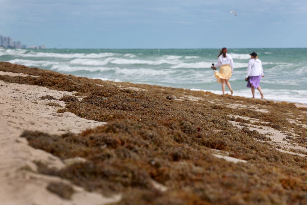 Masa gigante de algas marinas que mueve hacia Florida afectaría la Bahía de Tampa