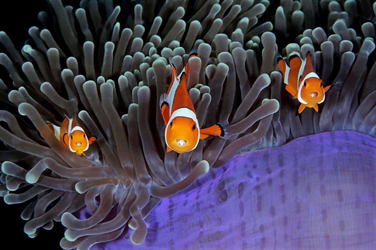 Tu hogar y mi hogar - Ganador, categoría comportamiento. Tres peces payaso se pasean entre las extensiones de una anémona. Esta imagen retrata la relación simbiótica entre estos peces y las venenosas anémonas, como la captura Qing Lin de Canadá.
