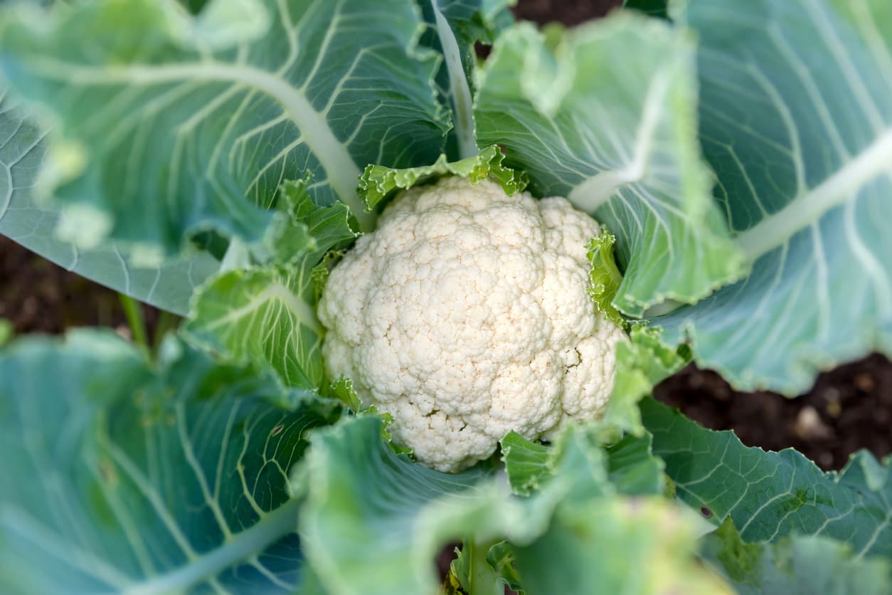 <b>Coliflor.</b>