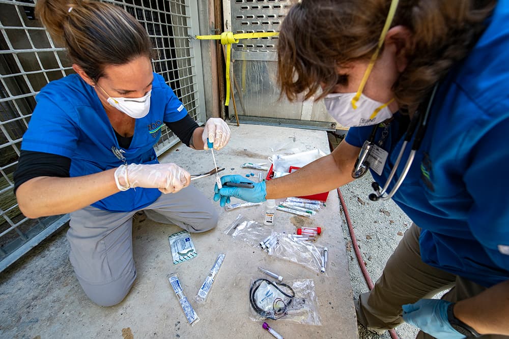 El zoológico de Miami expresó en una declaración que están extremando las medidas de vigilancia y monitoreo de los animales, debido a la pandemia del coronavirus y la información sobre la posibilidad de que los animales contraigan el virus. 
<br>