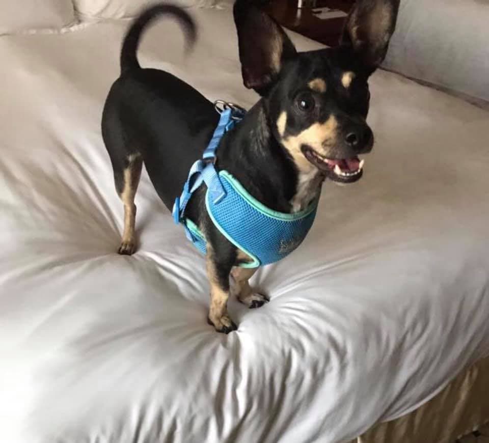 "Oreo! Rescatado de la CSPCA! Tiene 5 años esa foto fue en su cumpleaños." - Nohemi Macias