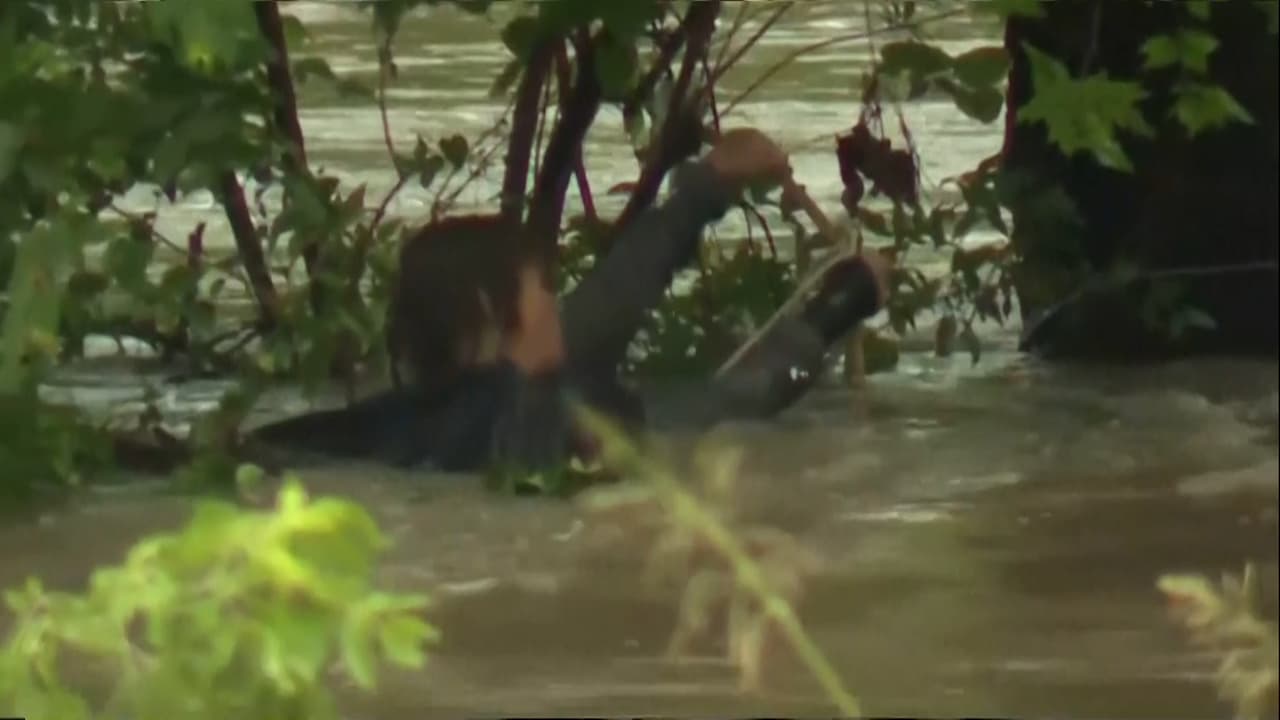 Esta mujer se aferró a la rama de un árbol para sobrevivir a la fuerte corriente durante una inundación