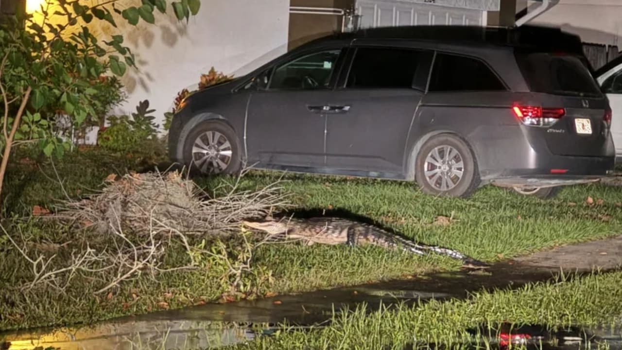 Peligros ocultos en las inundaciones: emiten alerta por reptiles tras el huracán Milton en Florida