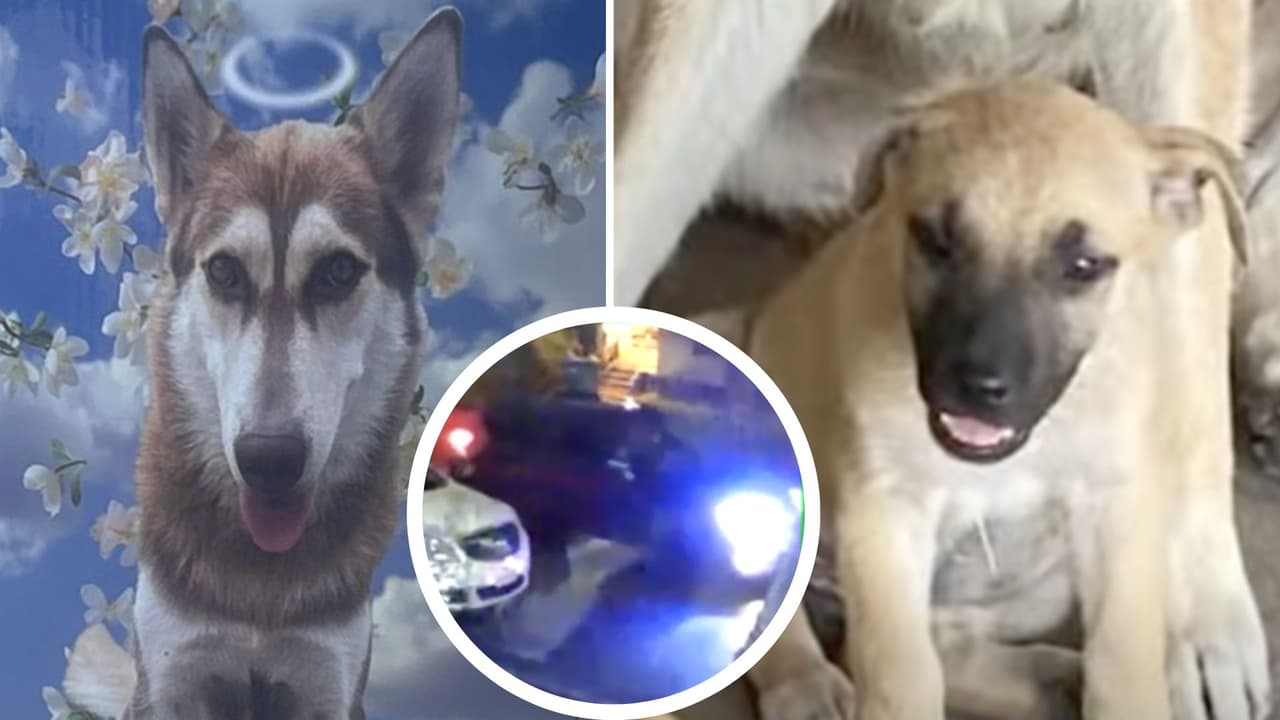 Les disparó desde una camioneta: buscan al hombre que mató a dos perritos en San Antonio
