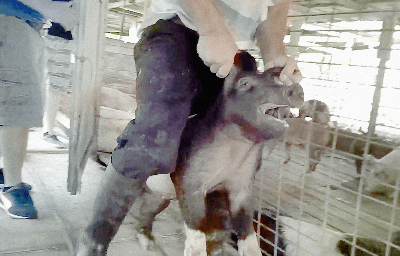 Según ARM, se cortan las gargantas de los animales y se recoge la sangre en macetas para hacer rituales.