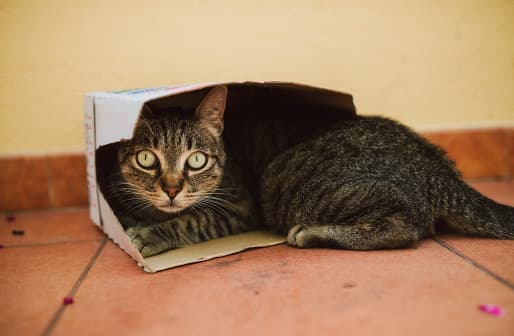 <b>Crea un refugio seguro</b>
<br>Intenta crear un lugar seguro para tus mascotas. Conoce sus escondites favoritos y acostúmbralo a no tenerle miedo a las jaulas. En un momento de emergencia, es importante poder trasladar de un lugar a otro tu mascota dentro de una jaula o kennel. 
<br>