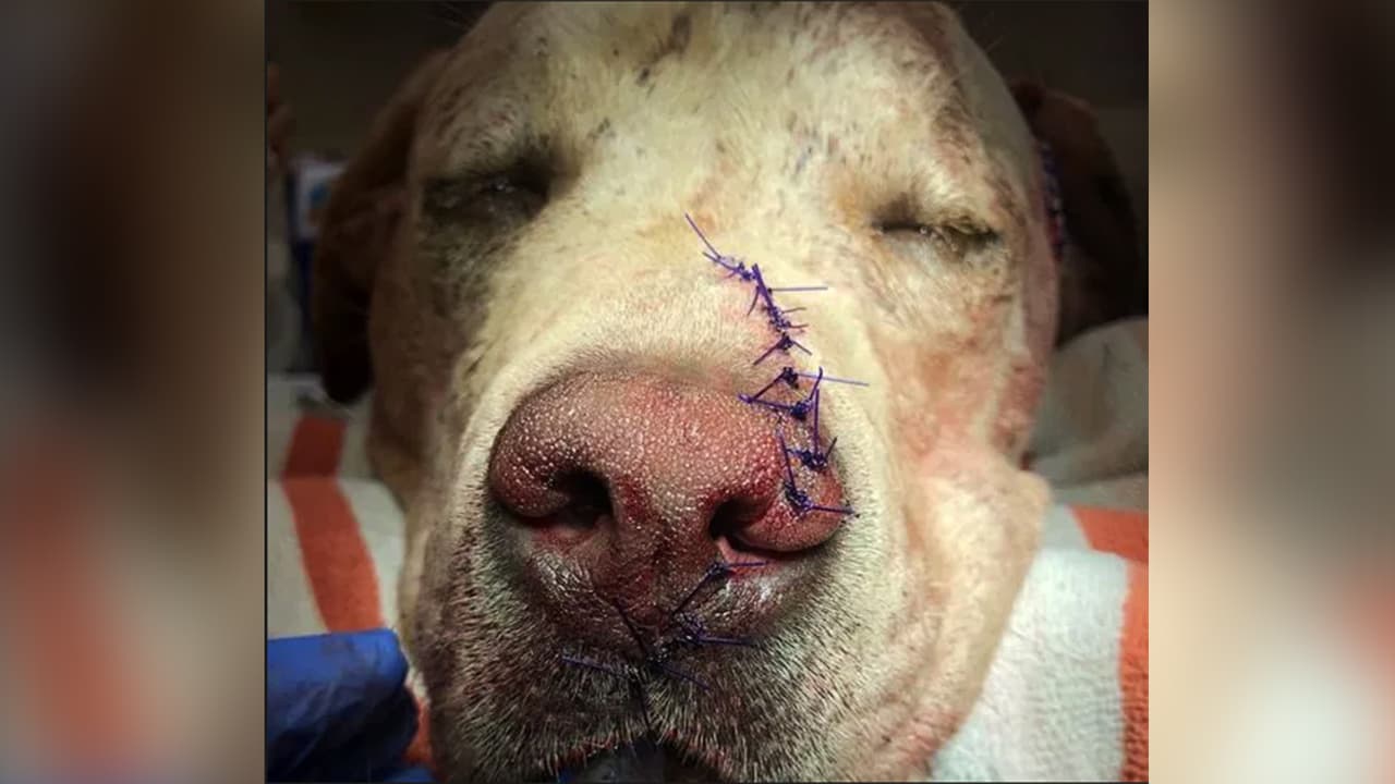 Hombre ataca con un hacha a las mascotas de un hombre sin hogar en Bakersfield