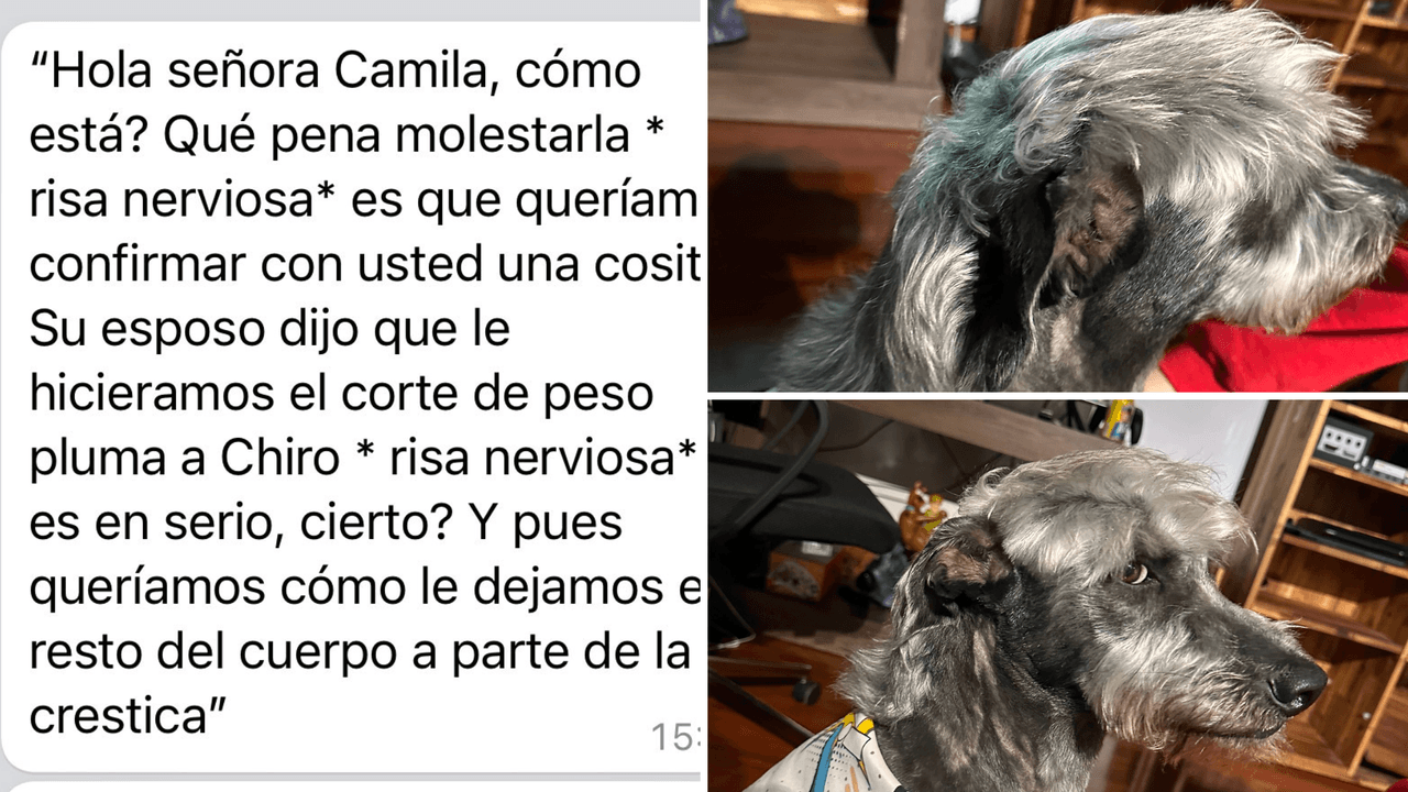 Dueños pidieron el corte de cabello de Peso Pluma para su perro y se volvieron virales