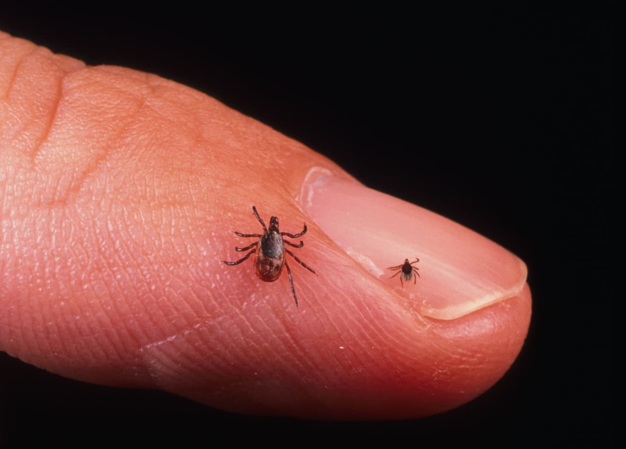 Las garrapatas de patas negras, también conocidas como garrapatas de venado, son el portador más común de la 
<a href="https://www.health.pa.gov/topics/disease/Pages/Lyme-Disease.aspx" target="_blank">enfermedad de Lyme</a>, la 
<a href="https://www.cdc.gov/anaplasmosis/symptoms/index.html" target="_blank">anaplasmosis </a>y el 
<a href="https://www.cdc.gov/powassan/index.html" target="_blank">virus Powassan</a>.