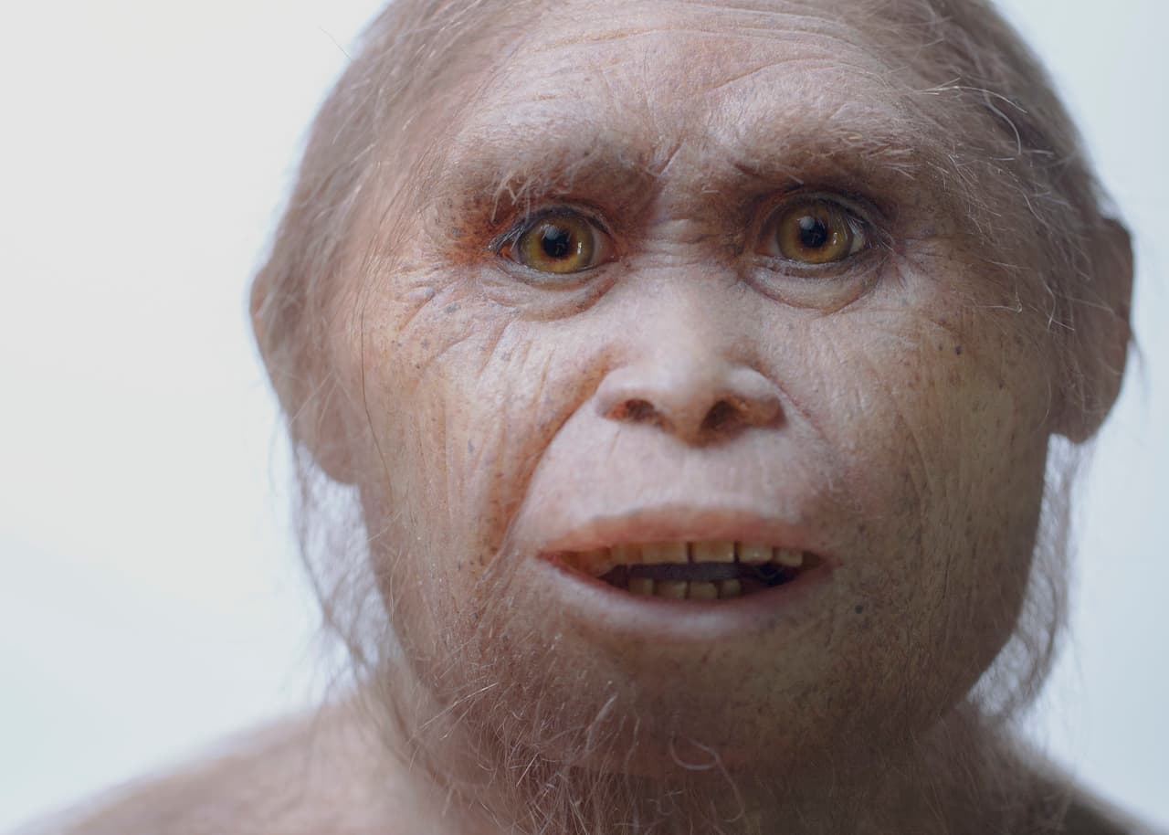Nuevos fósiles arrojan luz sobre el origen de la pequeña especie humana conocida como 'hobbits'