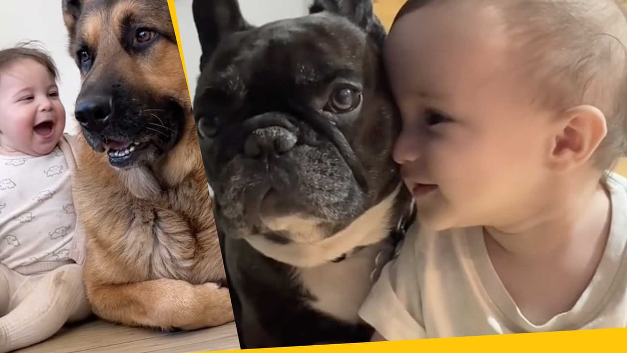 Bebés y perritos muestran su amor en TikTok: ¿es sano para los niños o es un riesgo?