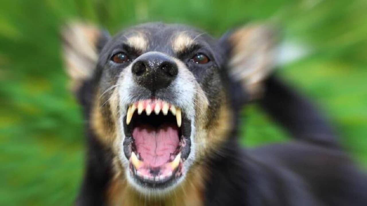 Ataque de perros deja una mujer sin vida y un hombre gravemente herido en Sierra Vista