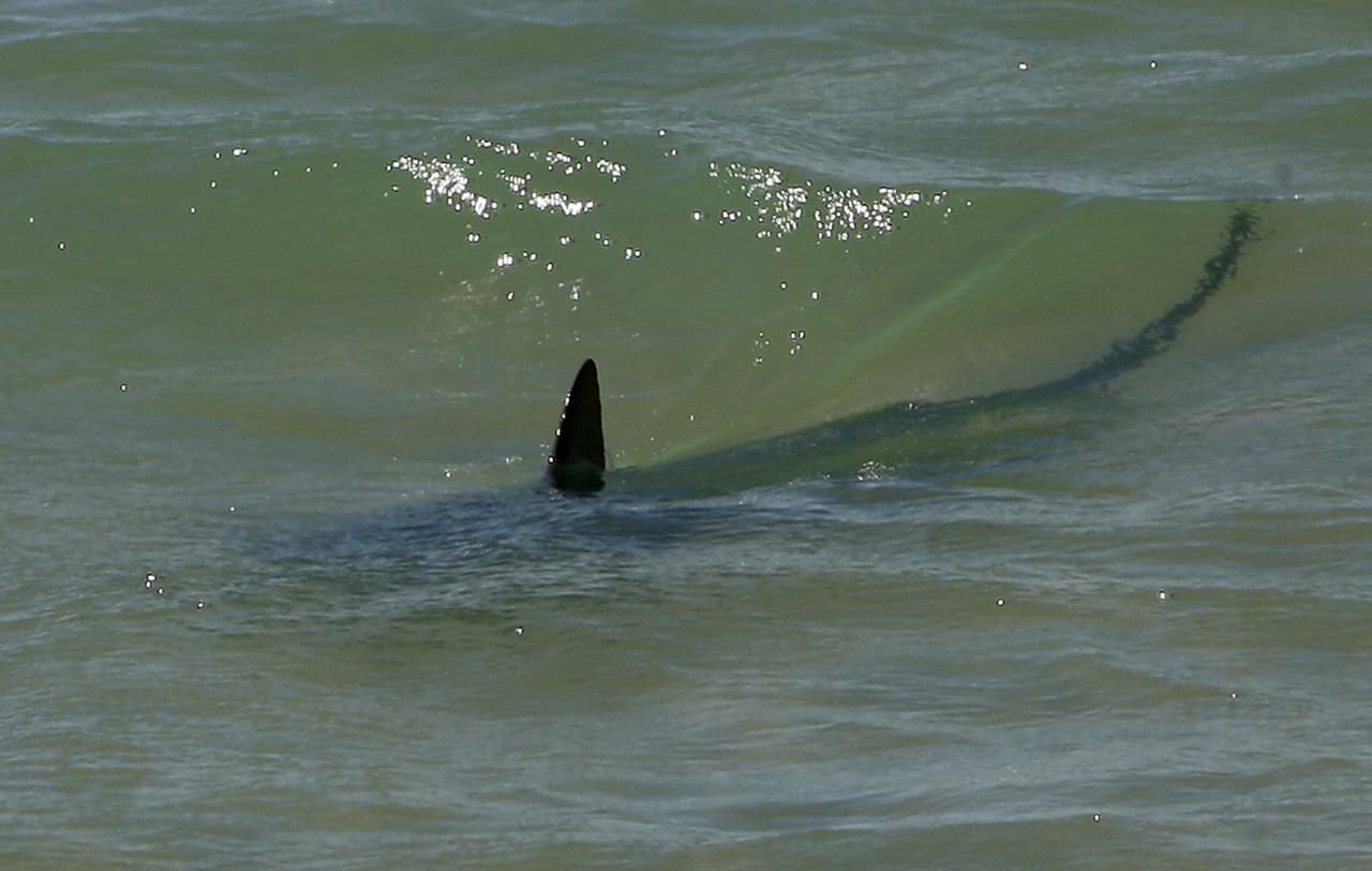 ¡Alerta de tiburones en Florida! Tercer ataque en solo 4 días
