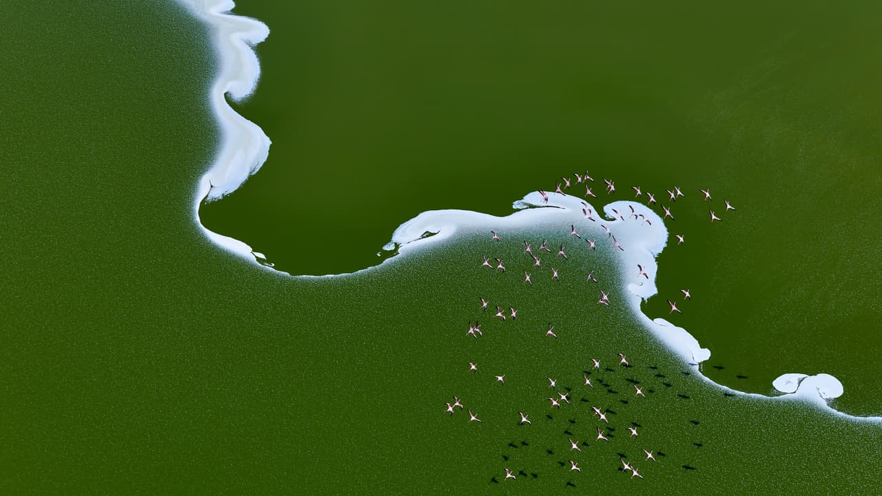 Una escuadra de flamencos sobrevuela uno de los lagos salinos de Kenia, el Lago Magadi. Un remolino de sodio flotando en la superficie, modelado por el viento, crea patrones que solo la Madre Naturaleza puede diseñar.