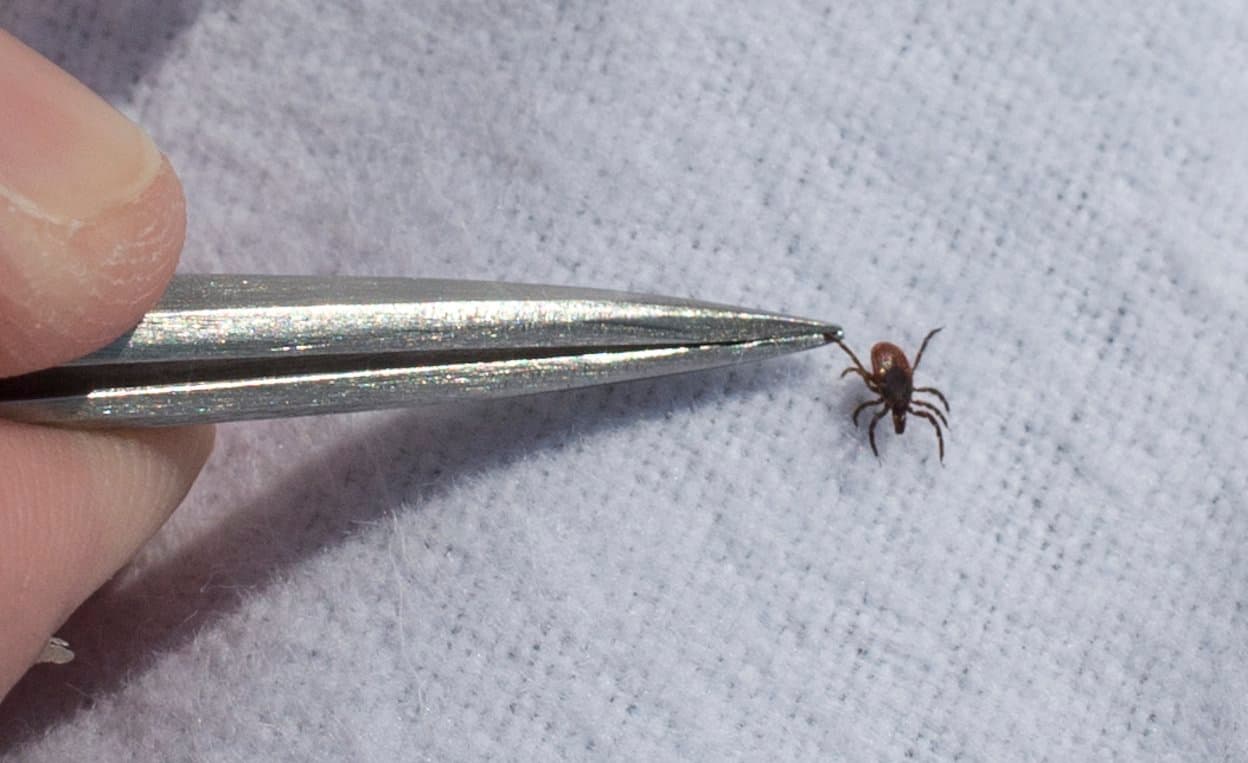 Use un repelente de insectos aprobado por la EPA. Una vez que regrese a casa, revise inmediatamente a usted mismo, a los niños y a las mascotas en busca de garrapatas.
