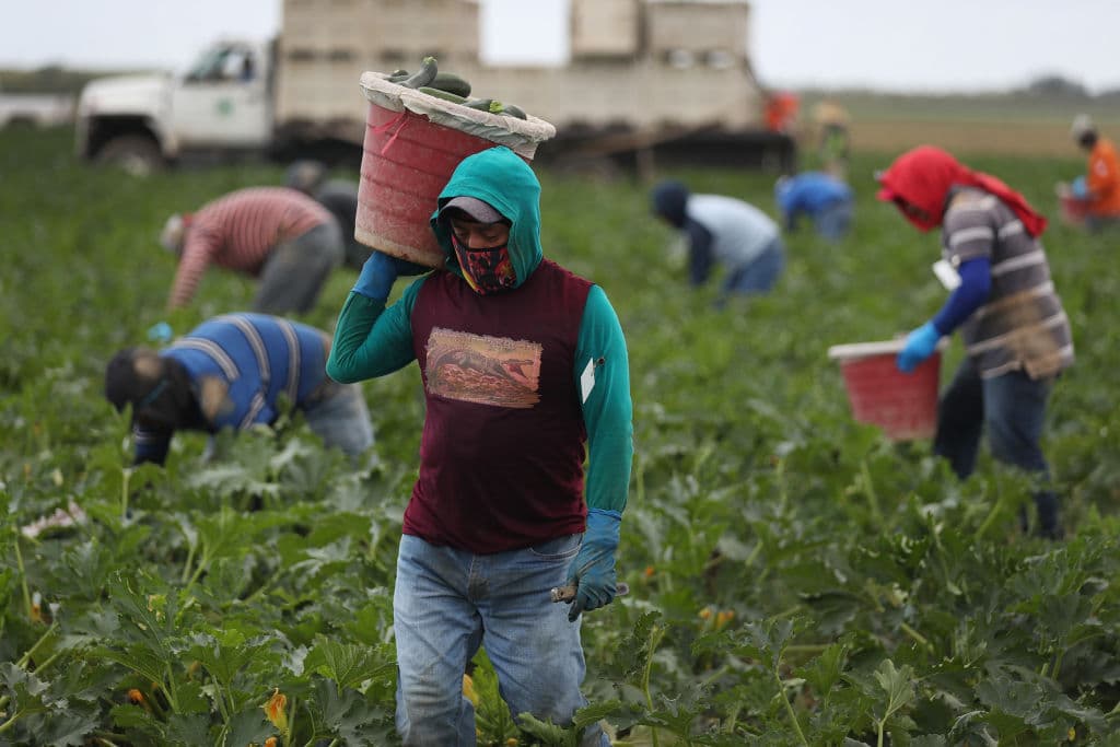 Dependiendo del mercado de los agricultores, pueden operar un mercado de recorrido o un mercado de paso. Se requerirá que todos los clientes usen cubiertas faciales, o se les negará la entrada. Se permitirá un máximo de dos personas por hogar para ingresar al mercado a comprar. A su llegada, los clientes se registrarán en la entrada con el personal del mercado. Si el mercado está lleno, se le darán instrucciones al cliente sobre cómo se le notificará cuando pueda ir a comprar.
<br>
