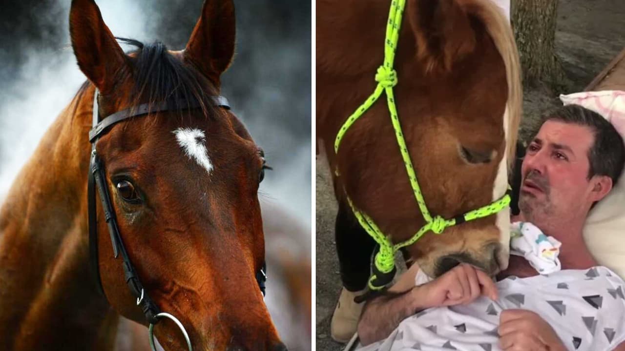 Este caballo hizo llorar a un hombre parapléjico, pero fue por una noble razón: su encuentro fue inolvidable